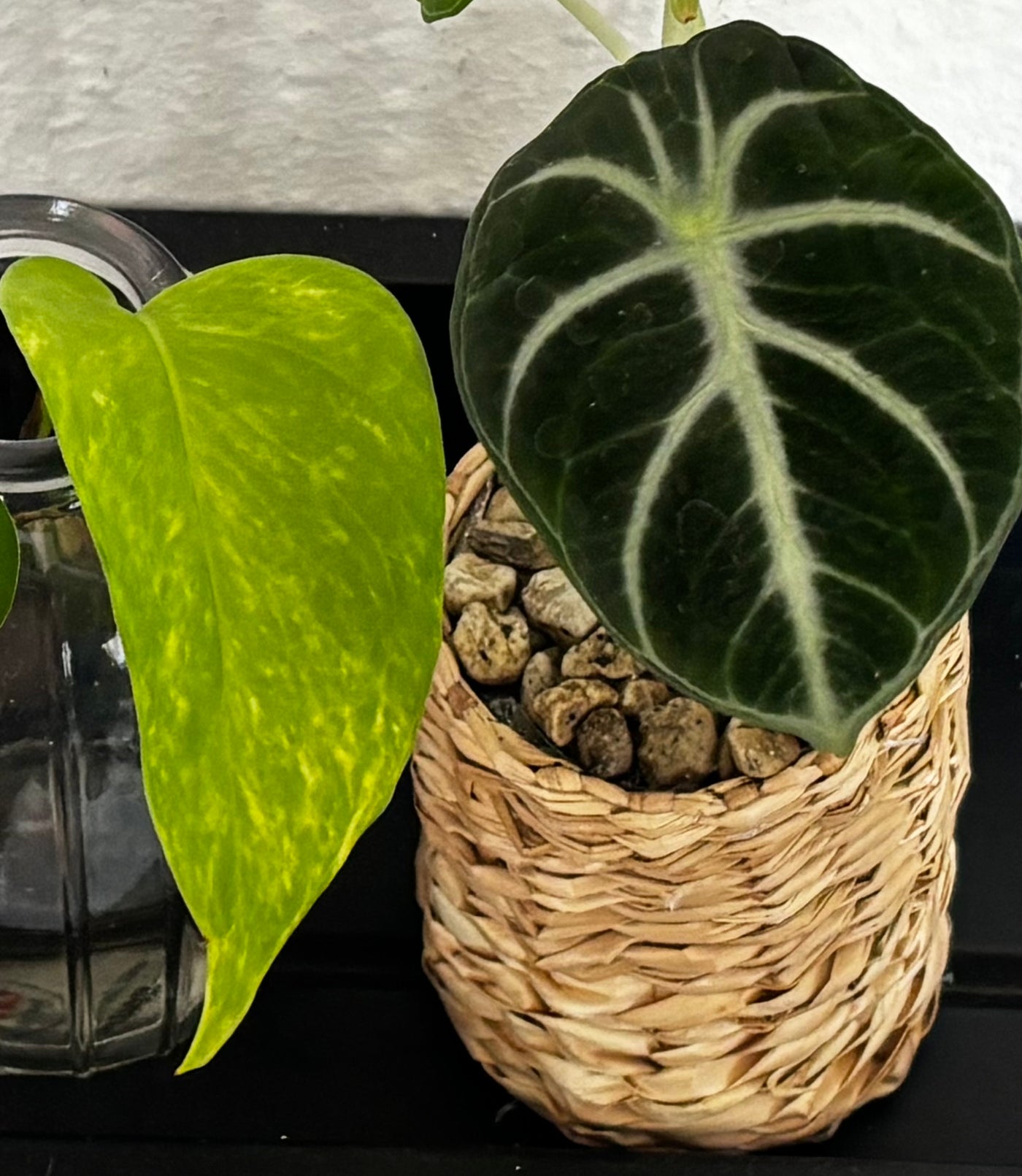 Surprise Starter Kit – Dein Überraschungs-Rhizom | by LEAFerservice