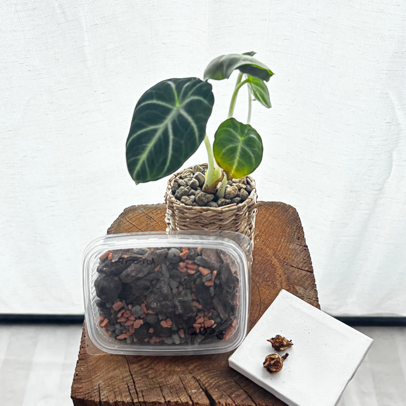 Surprise Starter Kit – Dein Überraschungs-Rhizom | by LEAFerservice