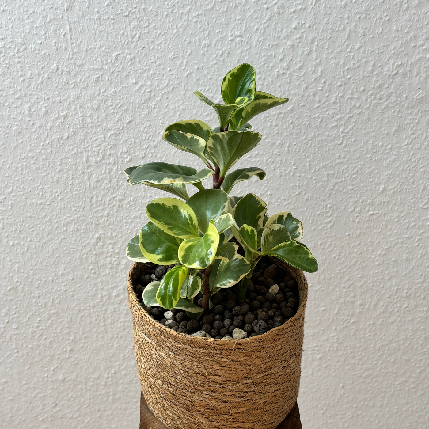 Peperomia obtusifolia – Handgezogene Jungpflanze