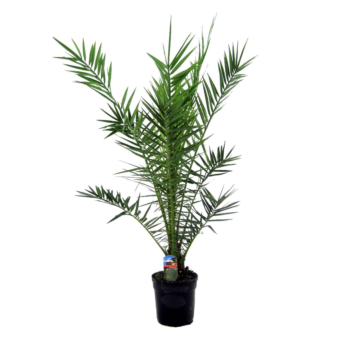 Phoenix Canariensis - Kanarische Dattelpalme