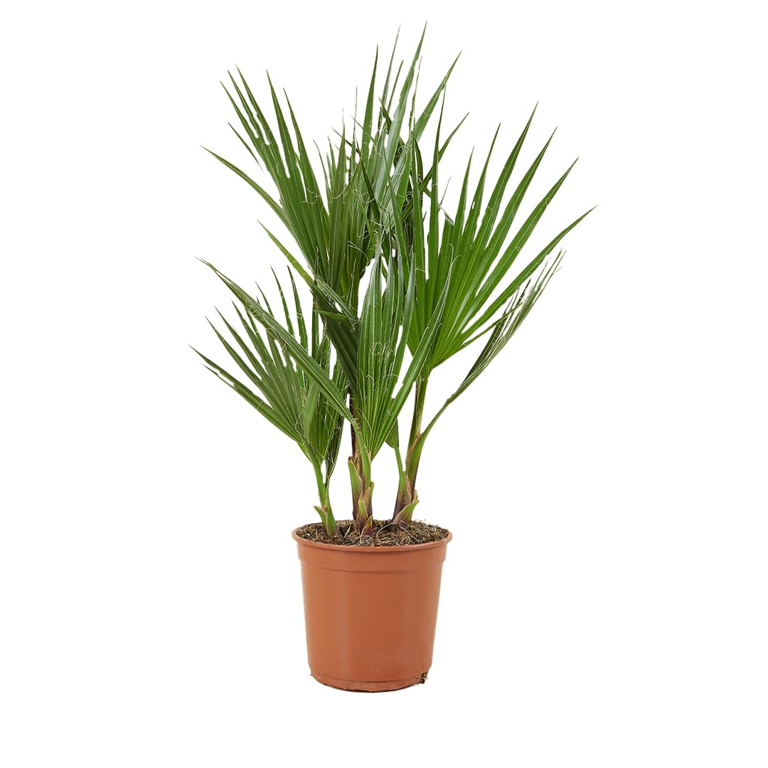 Washingtonia Robusta - Mexikanische Fächerpalme