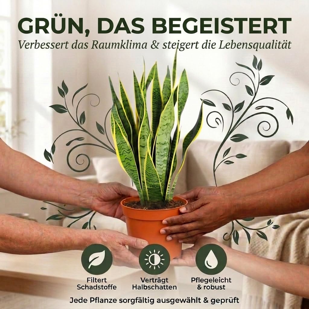 Bogenhanf | Sansevieria laurentii | ca. 40-50 cm | ø 12-15 cm Topf