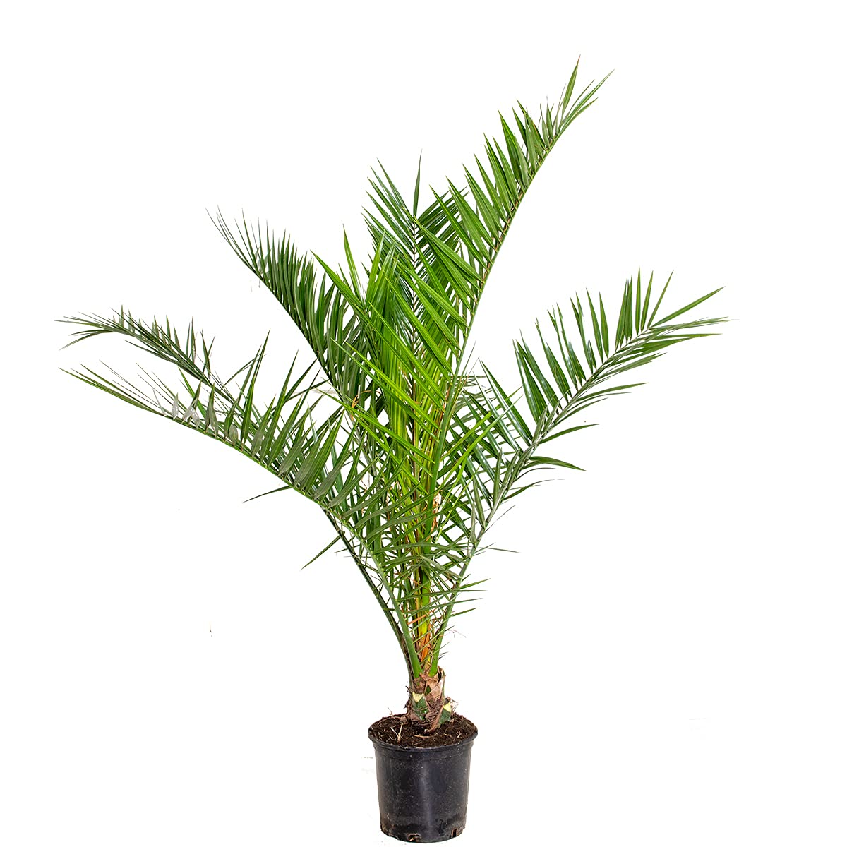 Phoenix Canariensis - Kanarische Dattelpalme