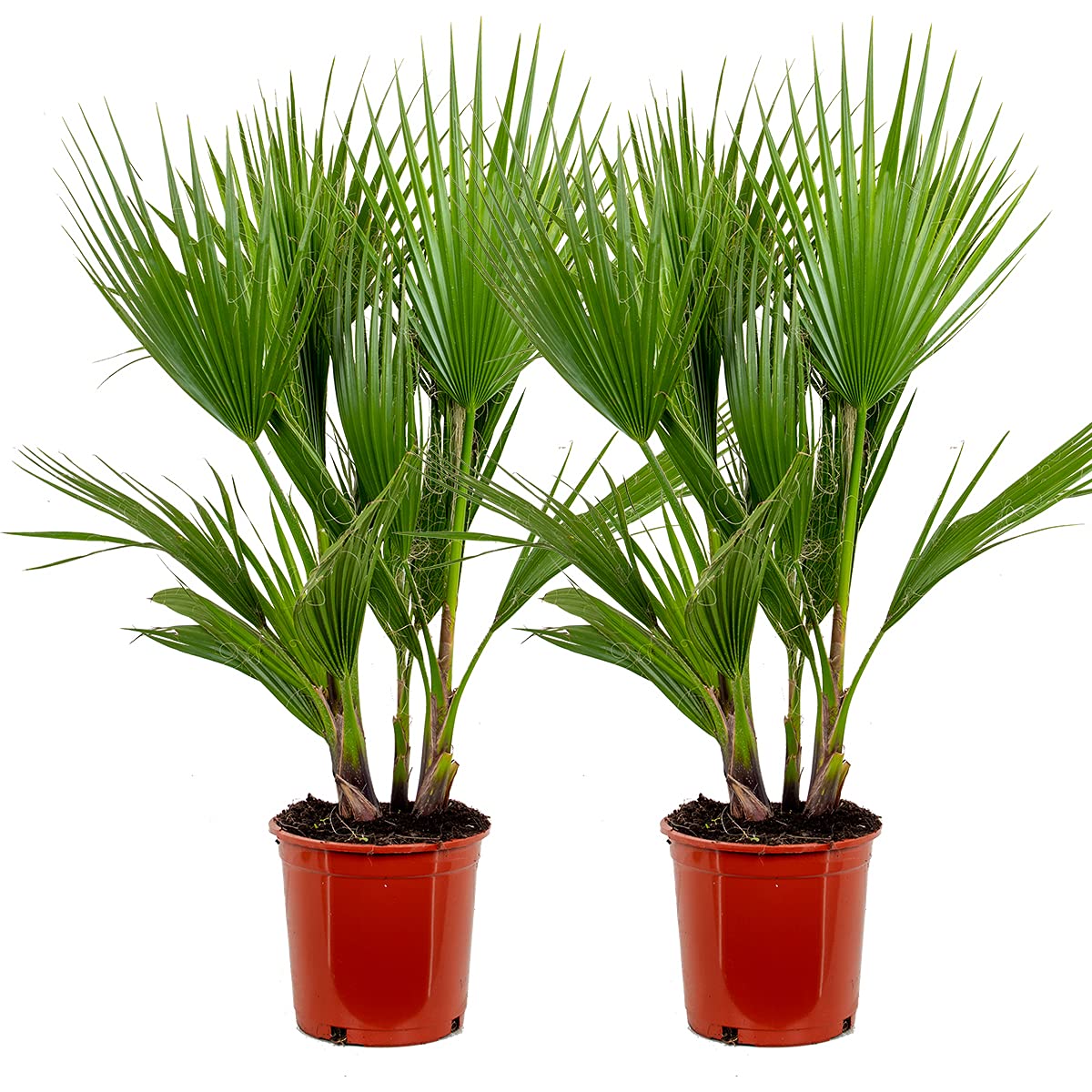 Washingtonia Robusta - Mexikanische Fächerpalme