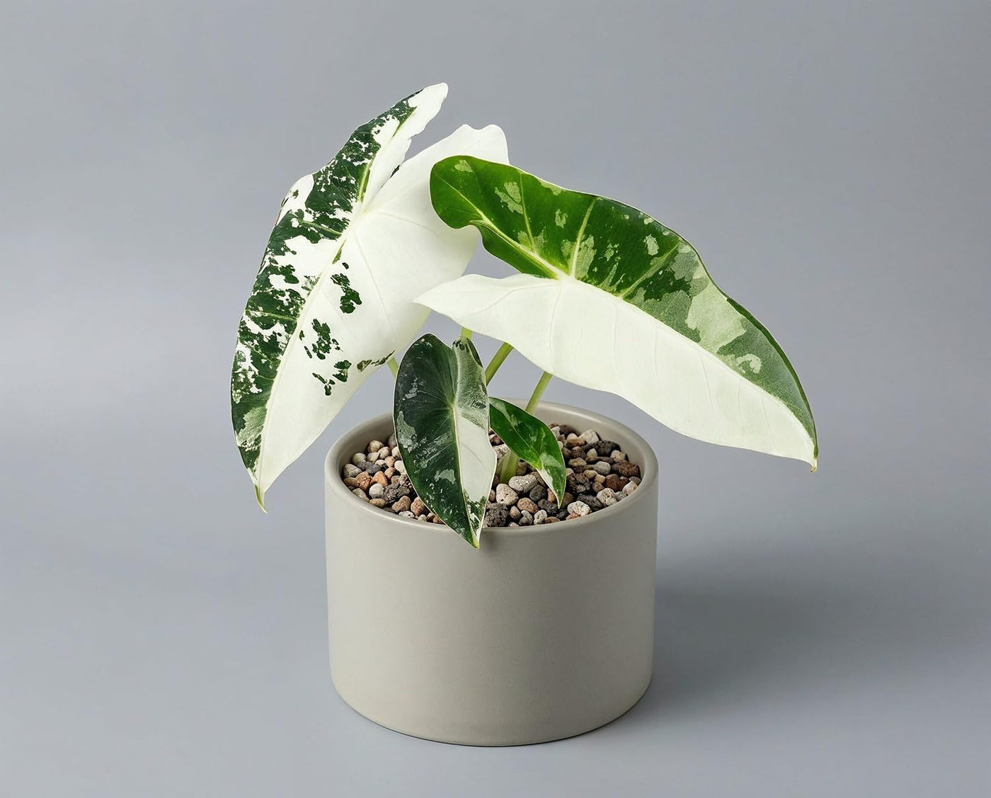 Alocasia Frydek Variegata - panaschierte Zimmerpflanze mit reinweißem Muster