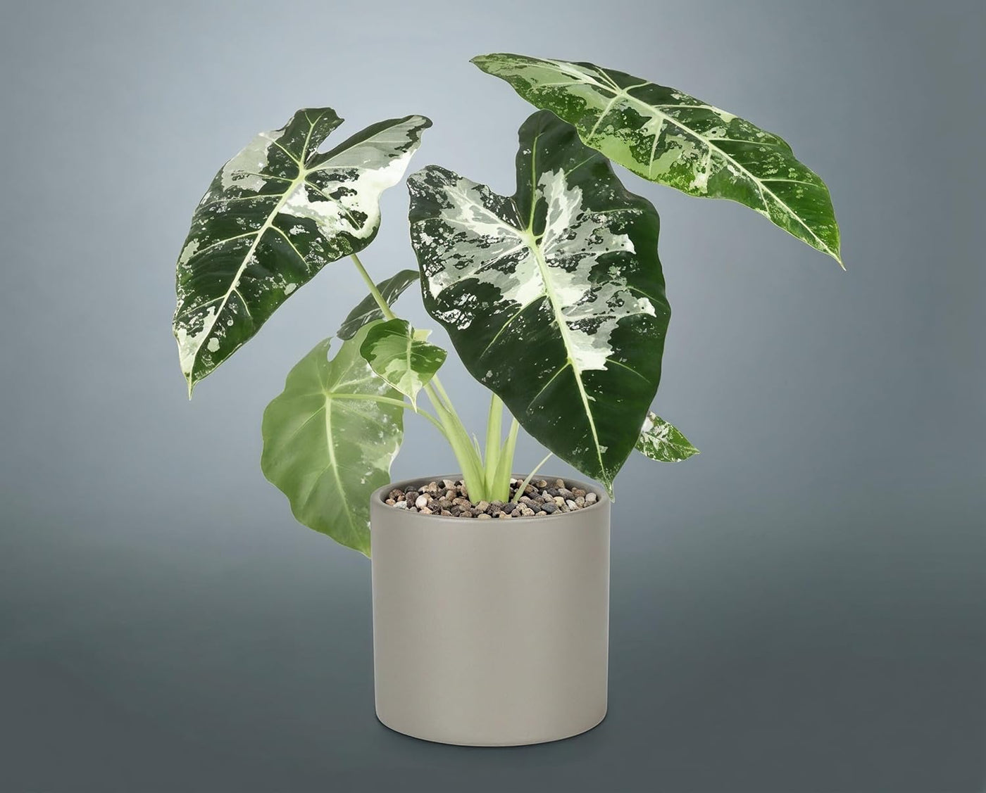 Alocasia Frydek Variegata - panaschierte Zimmerpflanze mit reinweißem Muster