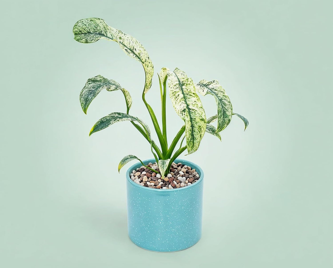Rhaphidophora puberula Variegata - panaschierte Zimmerpflanze mit gelbgrünem Muster