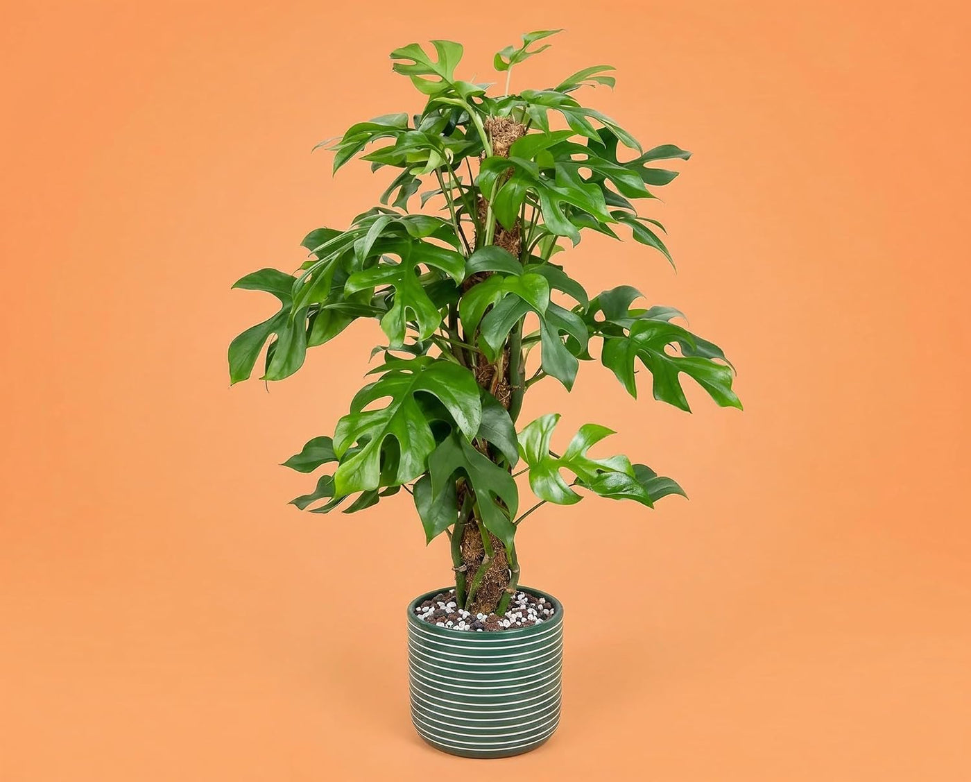Monstera minima Zwerg-Fensterblatt - kompakte Zimmerpflanze mit gefiederten Blättern