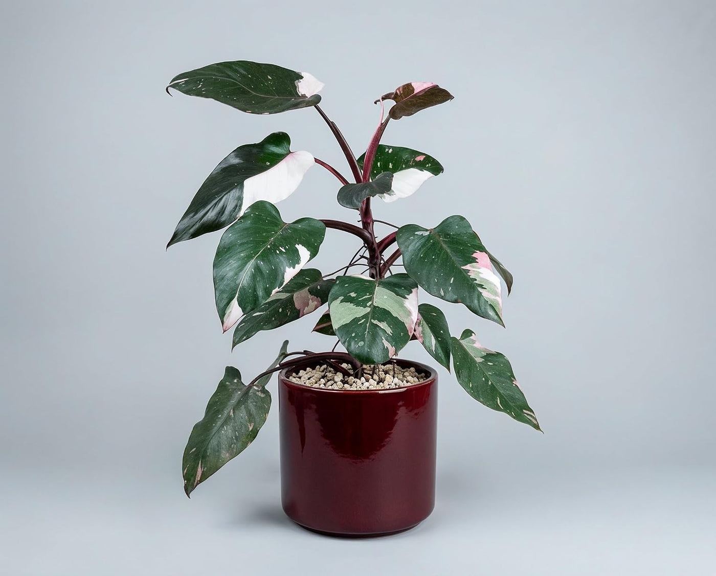 Philodendron Red Anderson Zimmerpflanze Variegata - Seltener panaschierter Sammler-Kultivar mit weiß-grünen Blättern & magentaroten Blattstielen