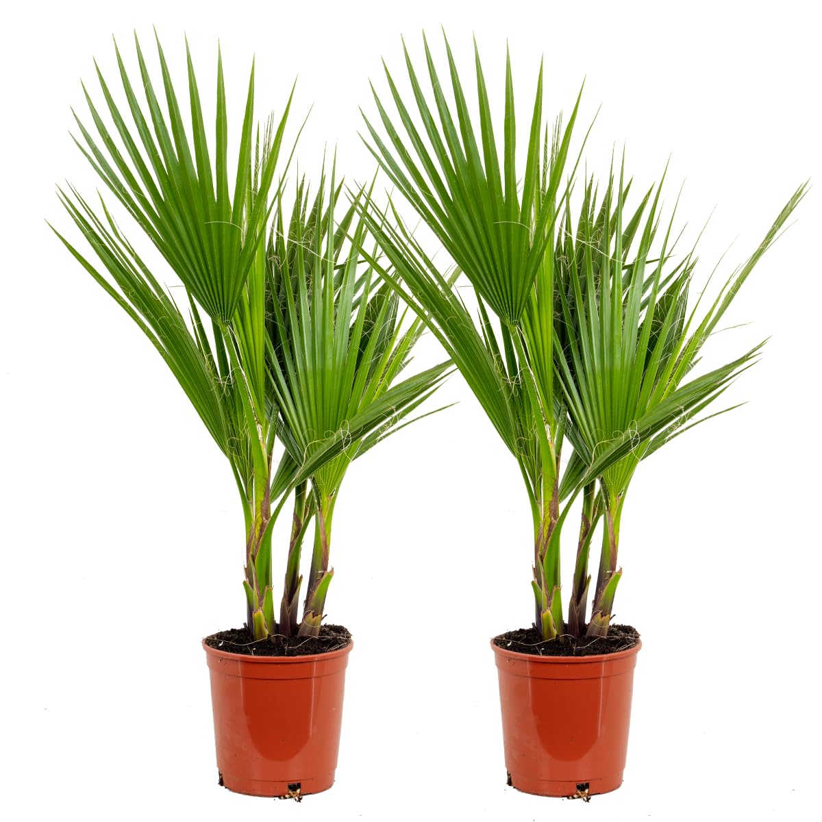 Washingtonia Robusta - Mexikanische Fächerpalme