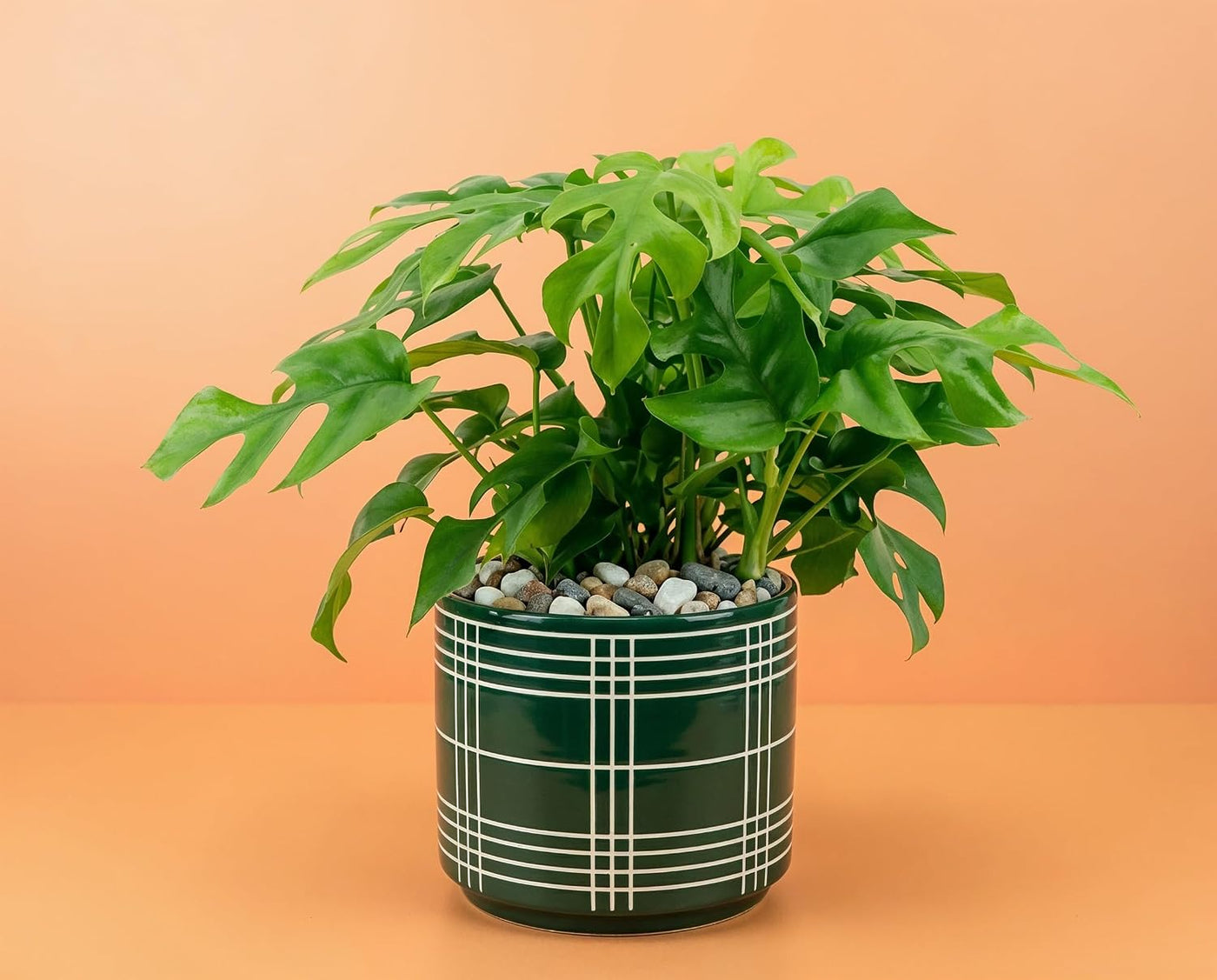 Monstera minima Zwerg-Fensterblatt - kompakte Zimmerpflanze mit gefiederten Blättern