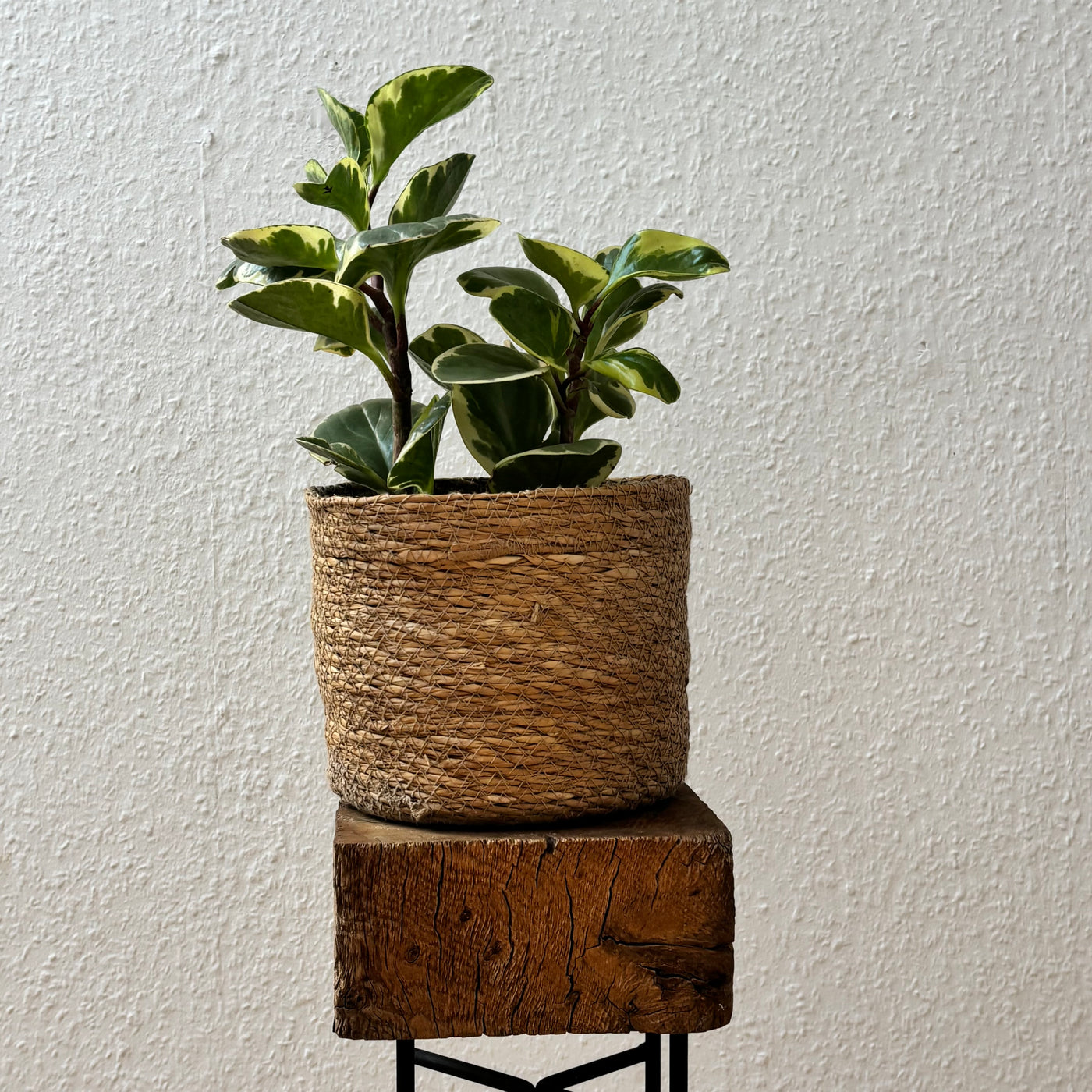 Peperomia obtusifolia – Handgezogene Jungpflanze