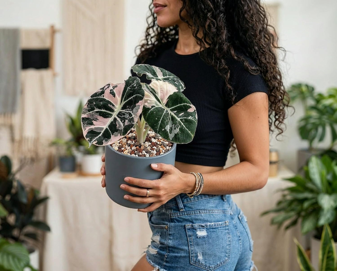 Alocasia Black Velvet Pink Variegata - panaschierte Zimmerpflanze mit samtschwarzen Blättern & rosa Muster
