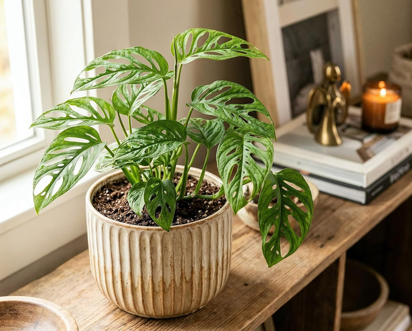 Monstera obliqua - Zimmerpflanze mit extrem gelochten Blättern