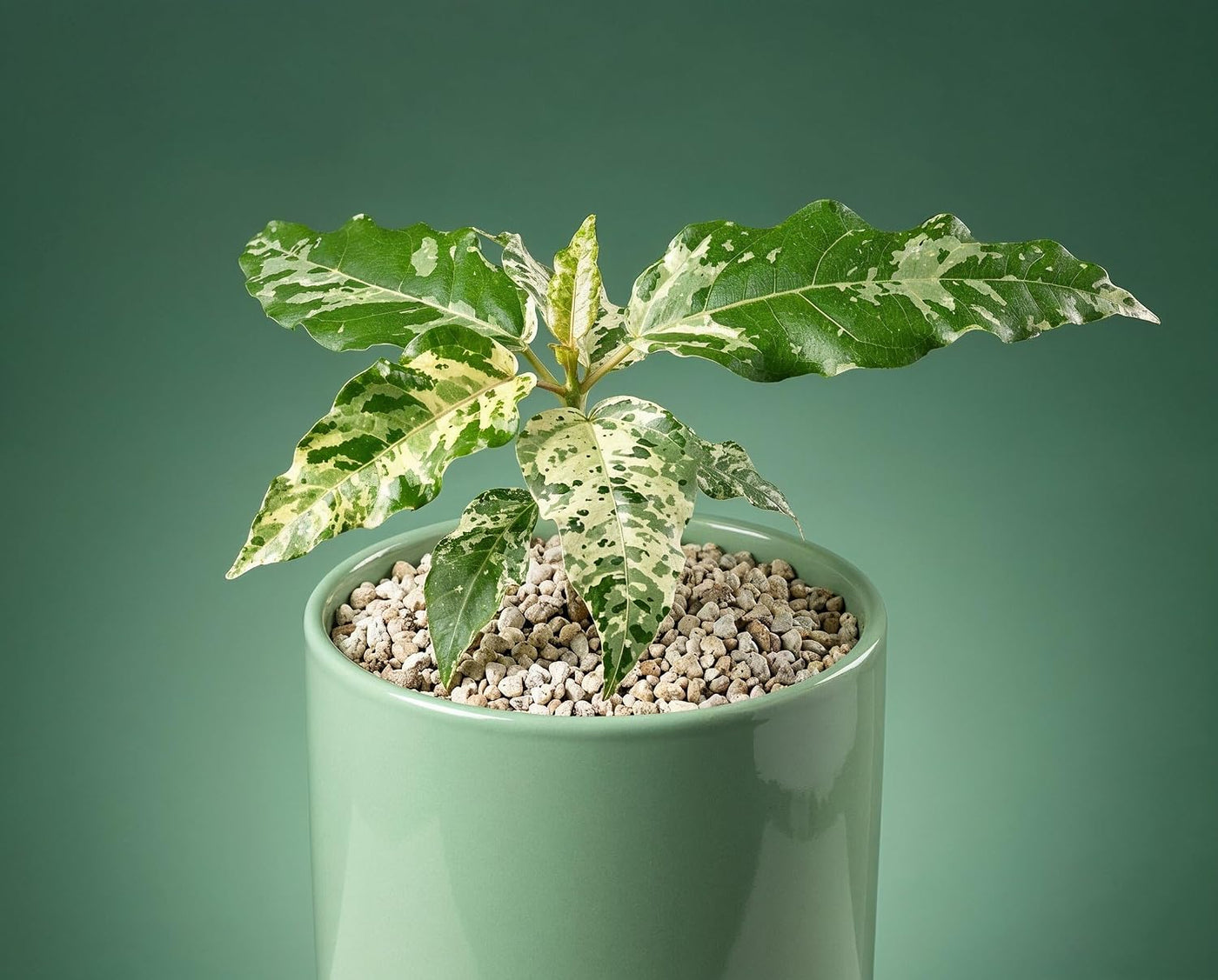 Ficus Snowstorm - seltene panaschierte Zimmerpflanze mit weiß-grünem Schneesturm-Muster