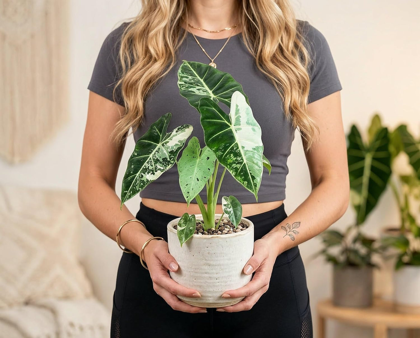 Alocasia Frydek Variegata - panaschierte Zimmerpflanze mit reinweißem Muster