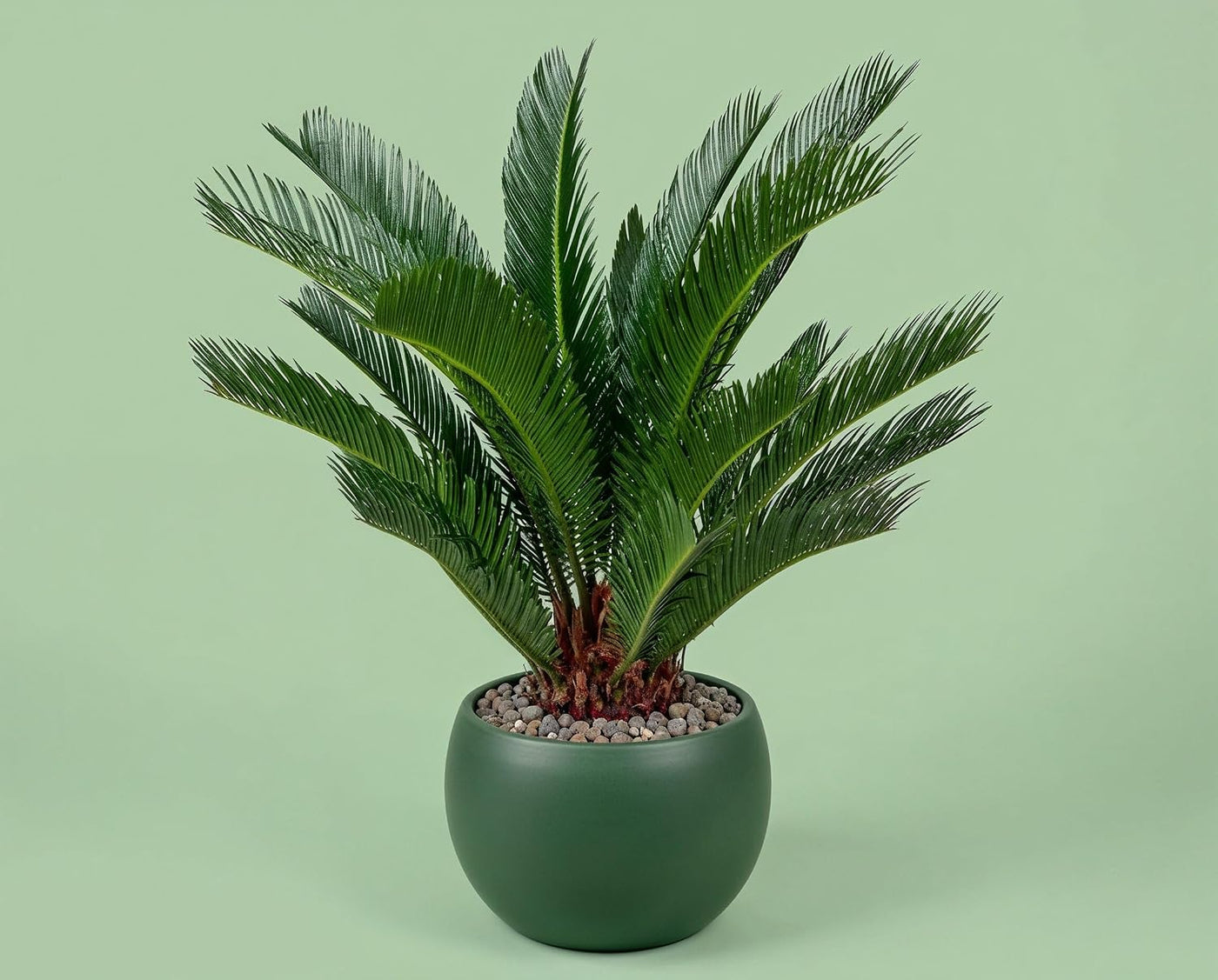 Cycas revoluta Palmfarn - Urzeitpflanze mit palmenartiger Blattkrone