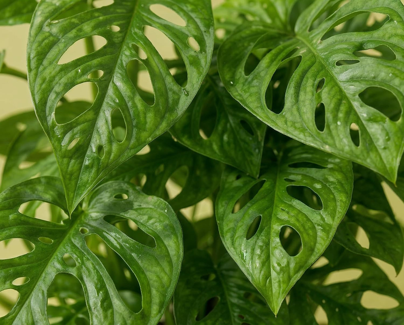 Monstera obliqua - Zimmerpflanze mit extrem gelochten Blättern