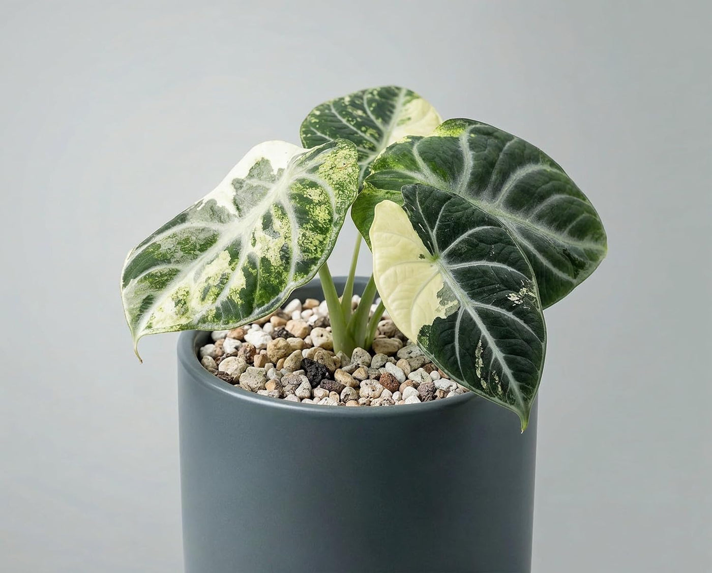 Alocasia Ninja Variegata - panaschierte Zimmerpflanze mit samtschwarzen Blättern