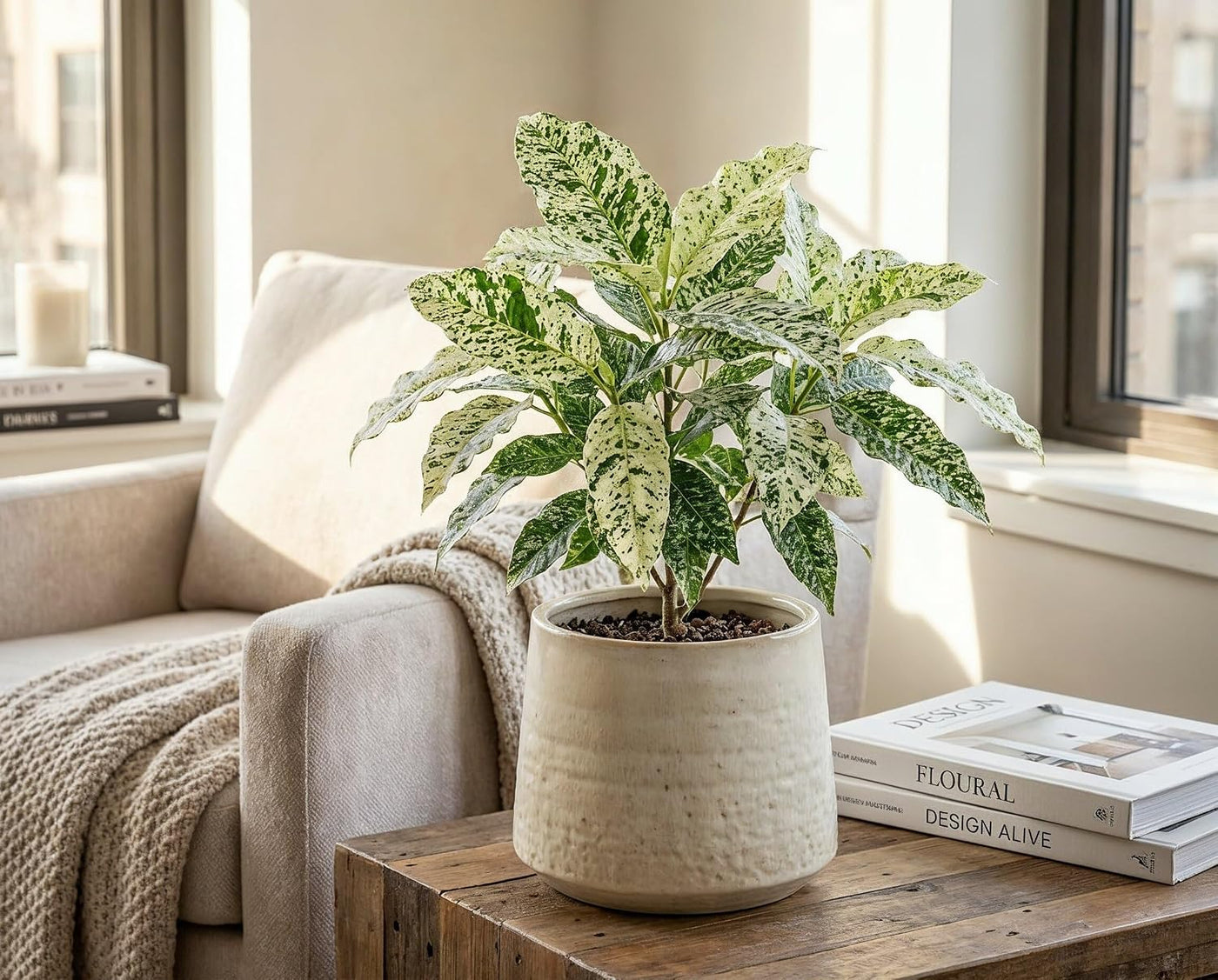 Ficus Snowstorm - seltene panaschierte Zimmerpflanze mit weiß-grünem Schneesturm-Muster