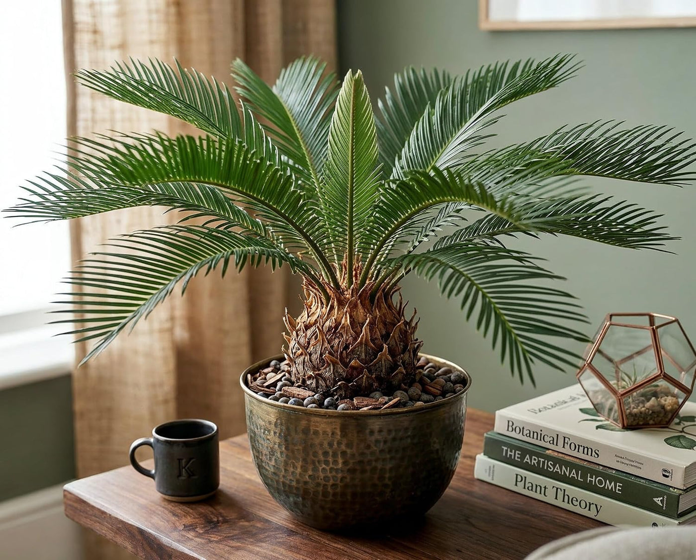 Cycas revoluta Palmfarn - Urzeitpflanze mit palmenartiger Blattkrone