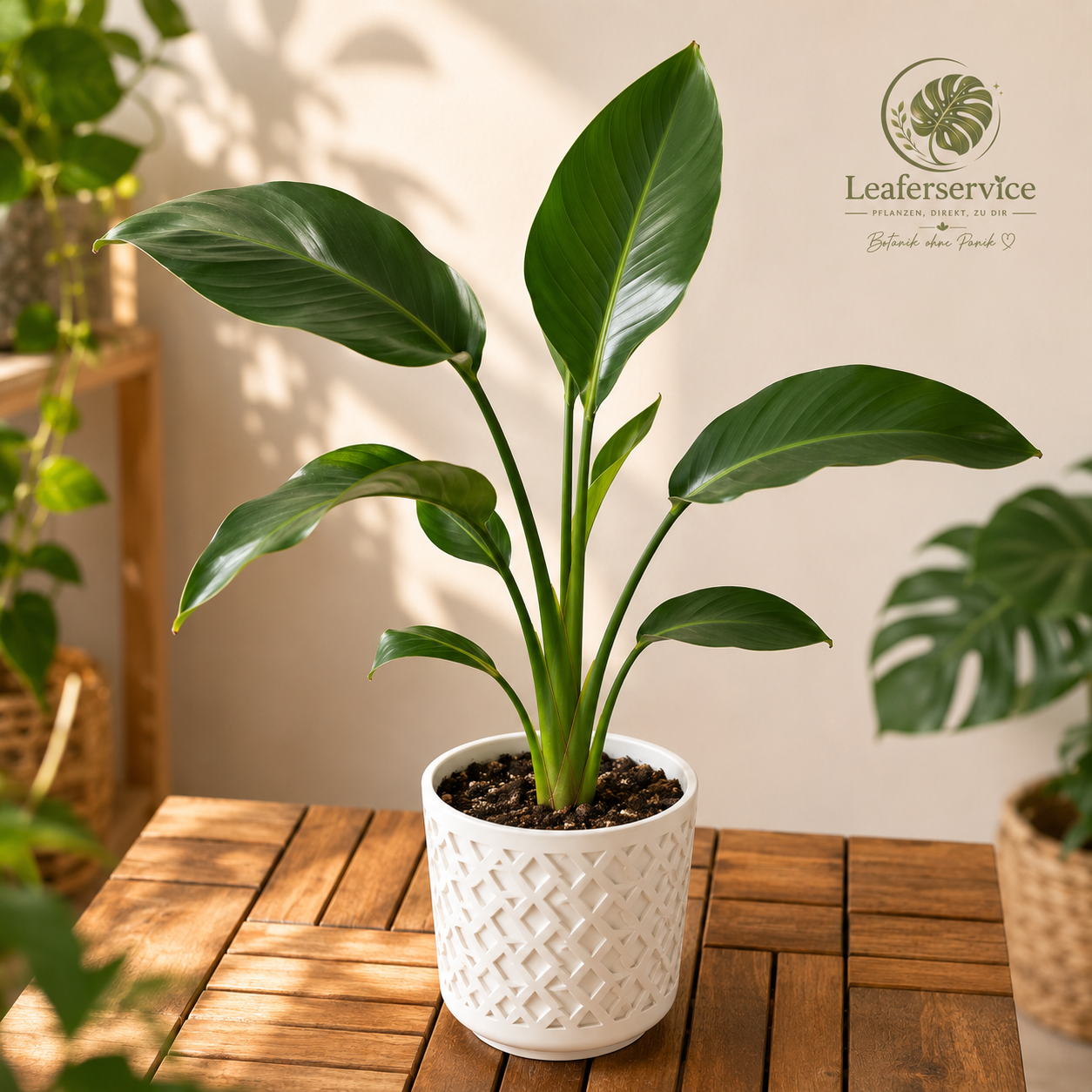 Strelitzie (Strelitzia nicolai) – Tropische Zimmerpflanze ca. 35 cm | Im Kulturtopf
