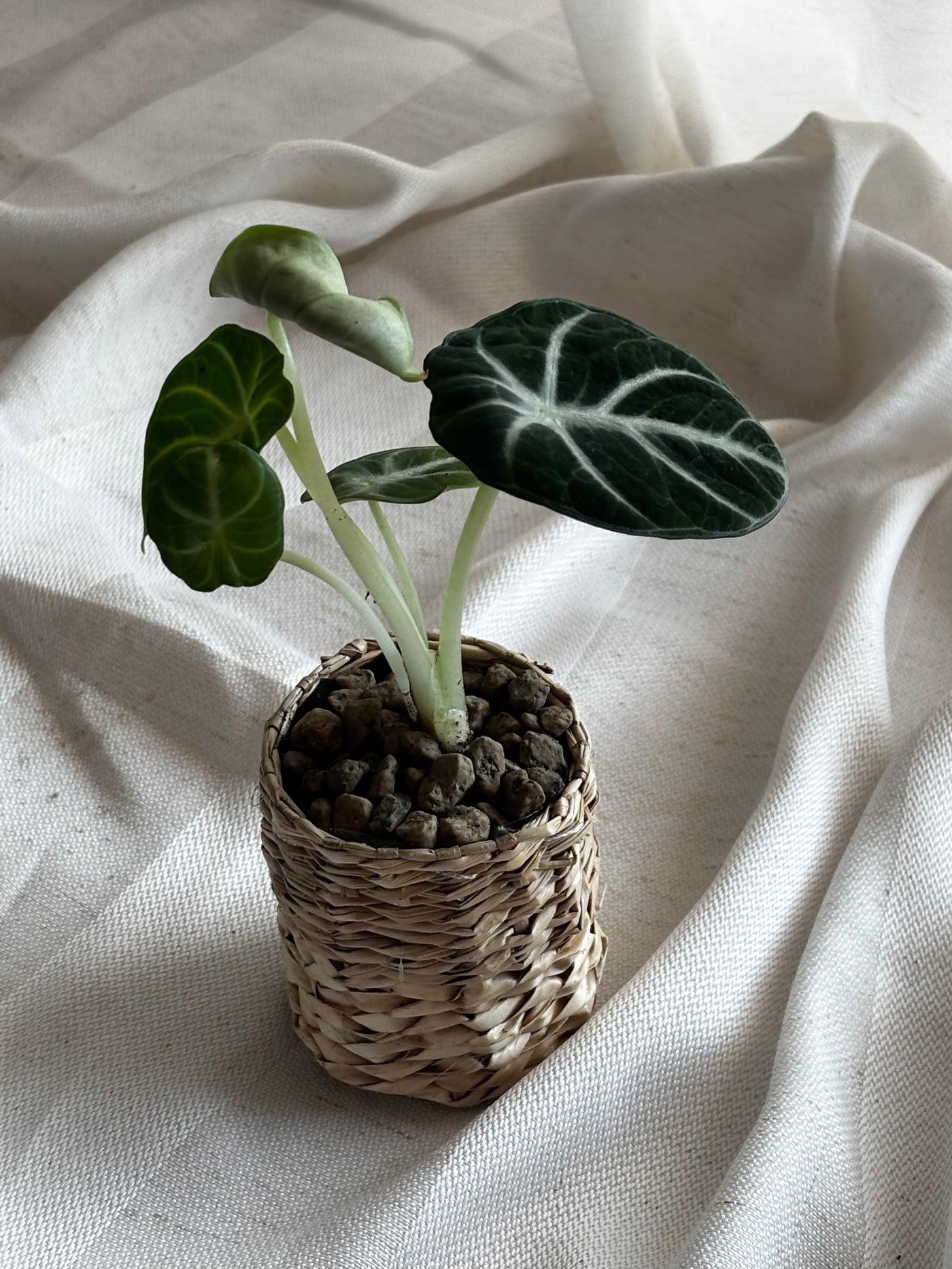 Surprise Starter Kit – Dein Überraschungs-Rhizom | by LEAFerservice