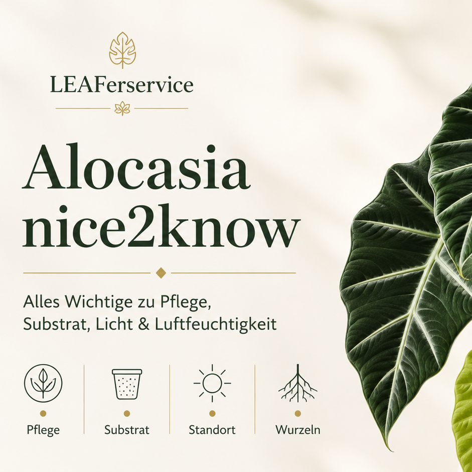Alocasia Polly Variegata - Umtopfen & Rhizom Sammelung 😮‍💨🍃