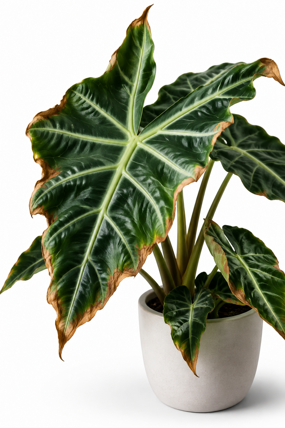 Braune Blätter bei Alocasia: Ursachen erkennen und richtig reagieren