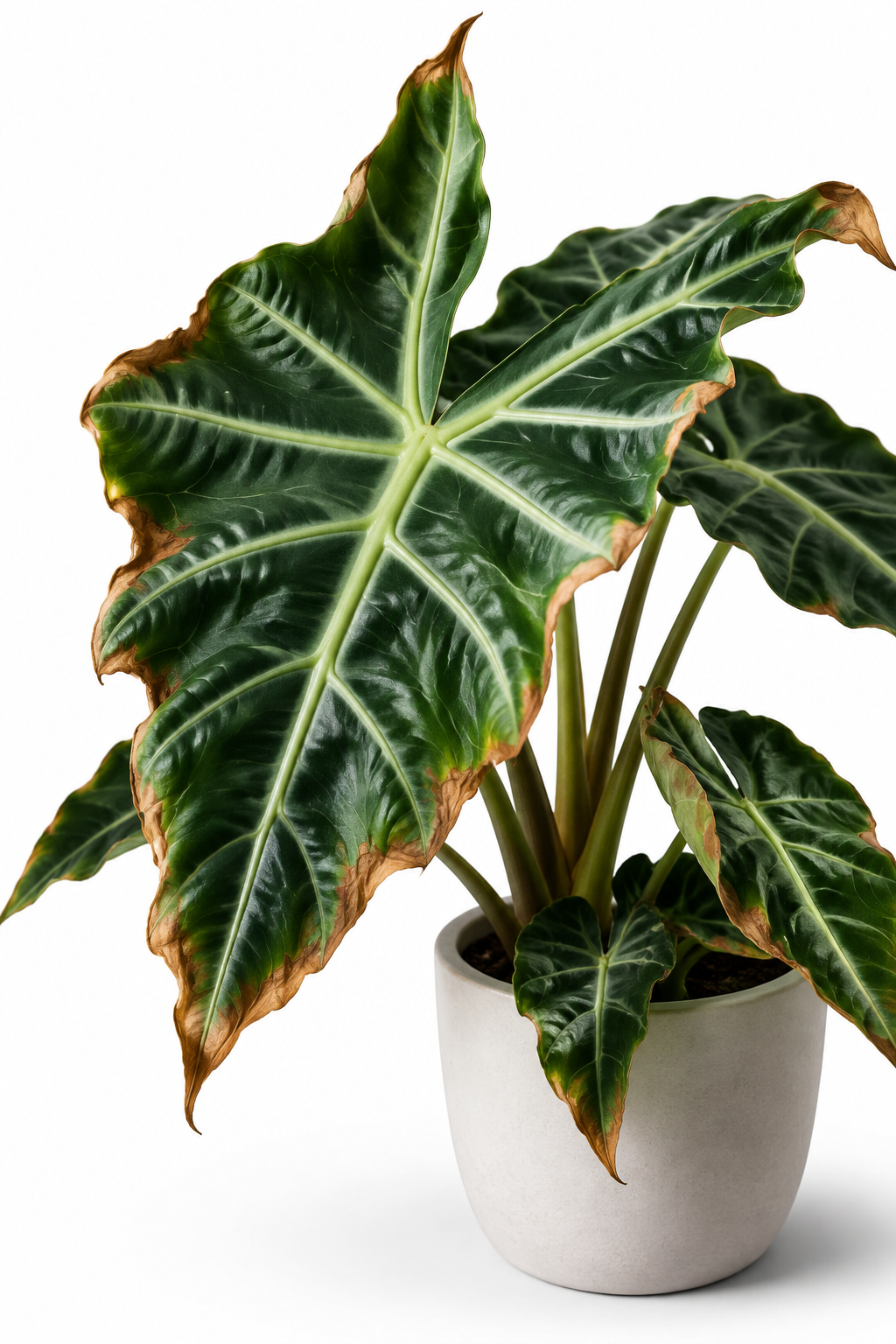 Braune Blätter bei Alocasia: Ursachen erkennen und richtig reagieren