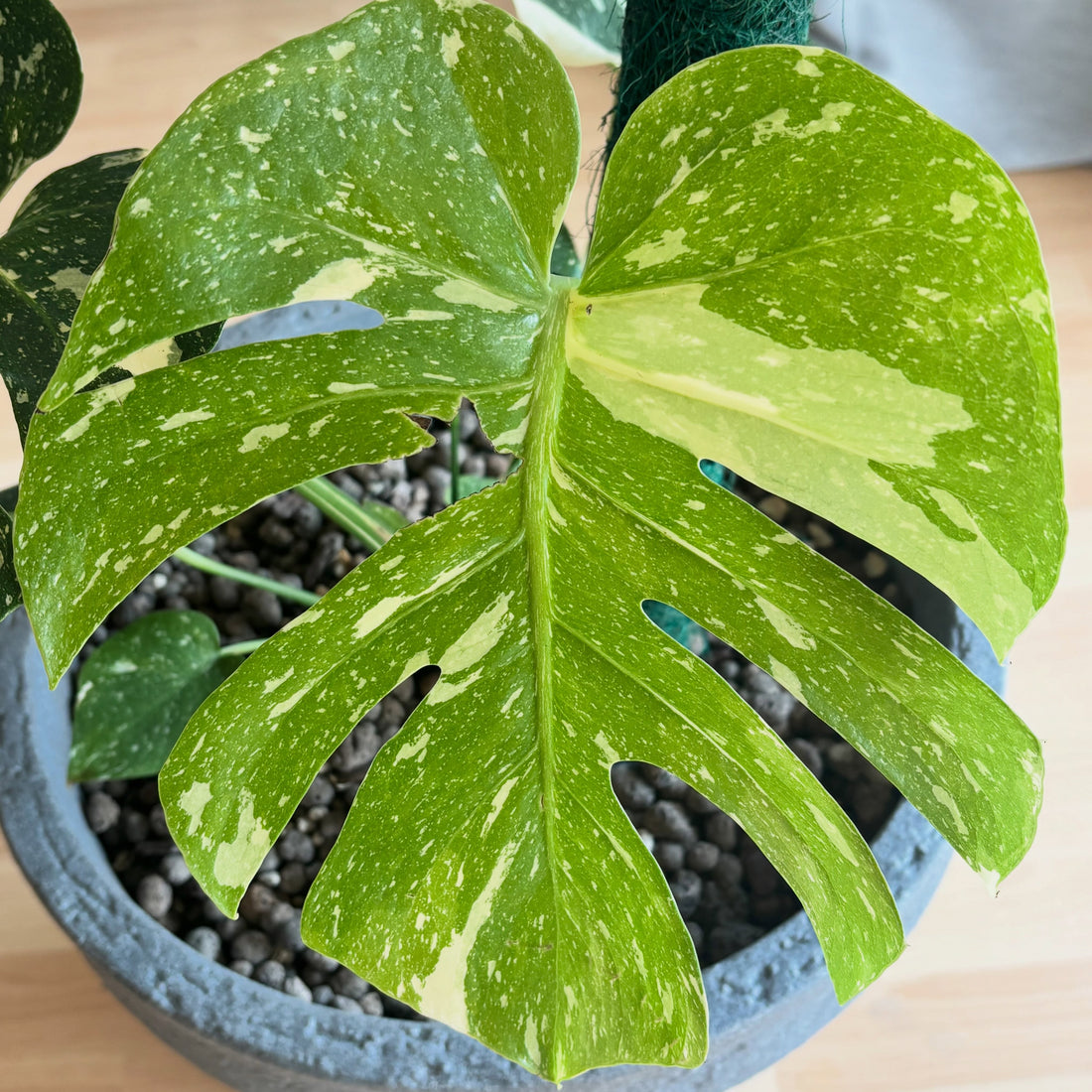 Monstera Thai Constellation pflegen – Licht, Substrat & mehr