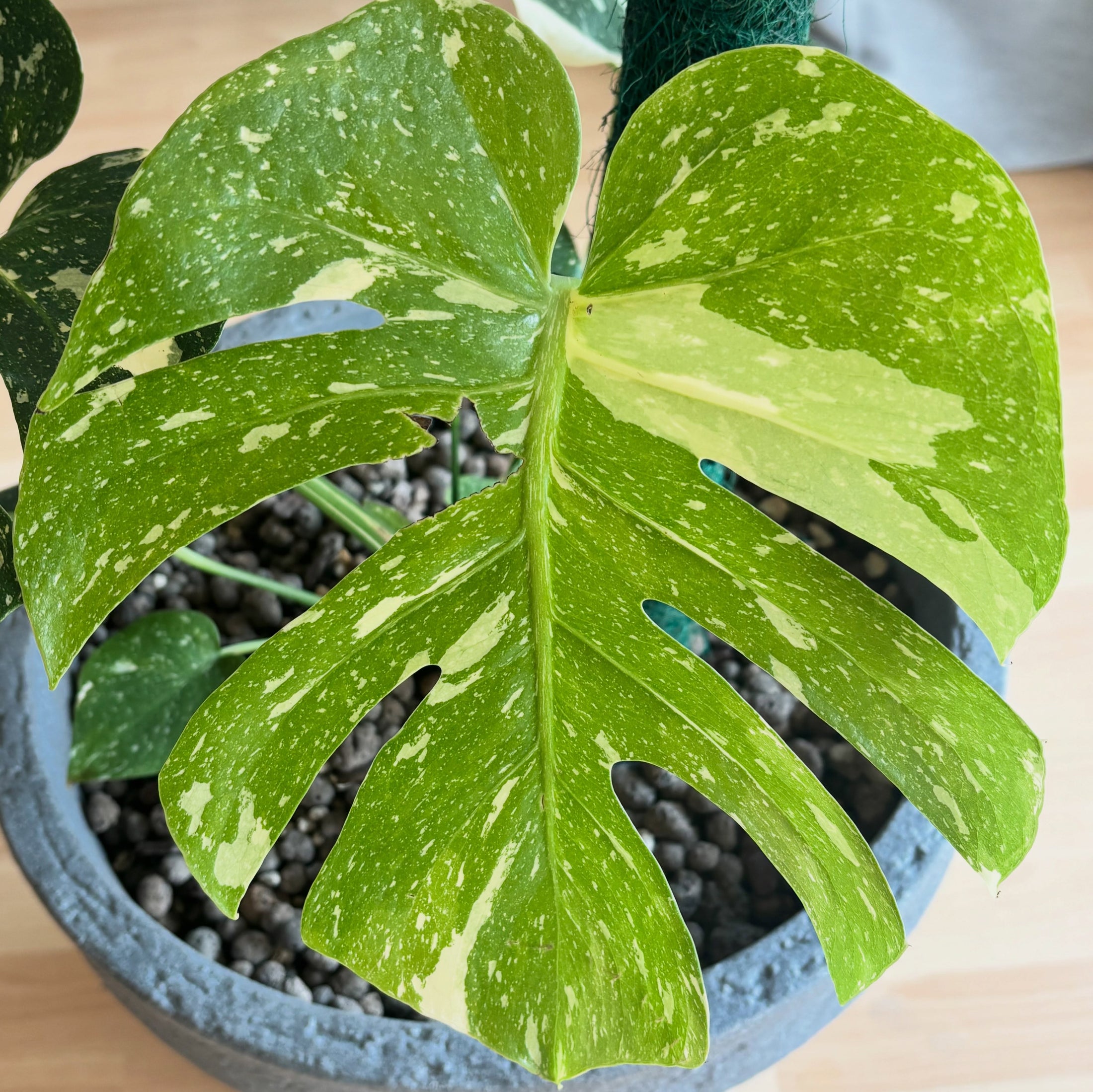 Monstera Thai Constellation pflegen – Licht, Substrat & mehr
