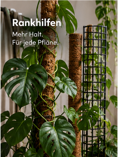 Welche Rankhilfe passt zu Monstera und Efeutute? Kokosstab, Moosstab oder Gitter
