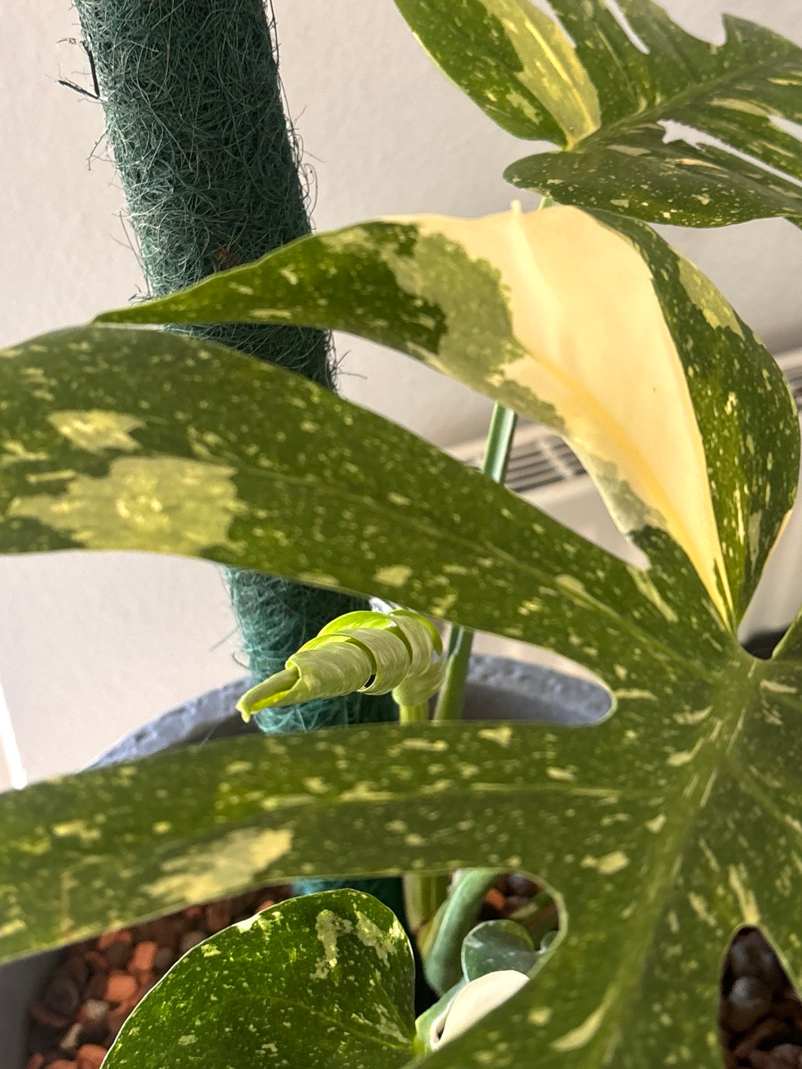 Monstera Thai Constellation – variegierte Blätter und echter Neuaustrieb