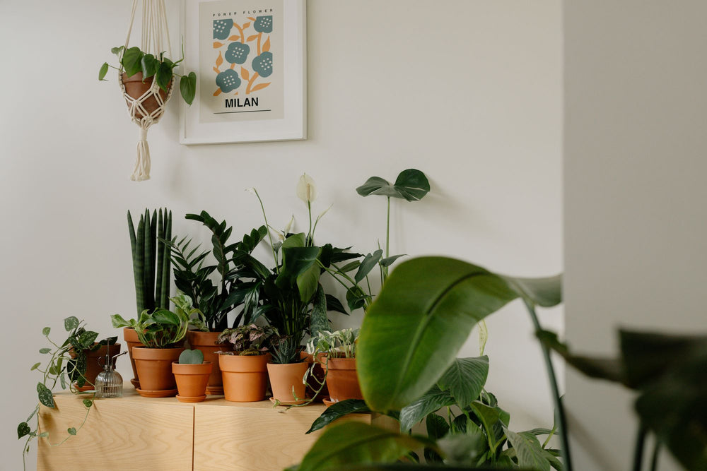 Zimmerpflanzen in einem hellen Wohnraum – Inspiration für die Indoor-Pflanzenplanung
