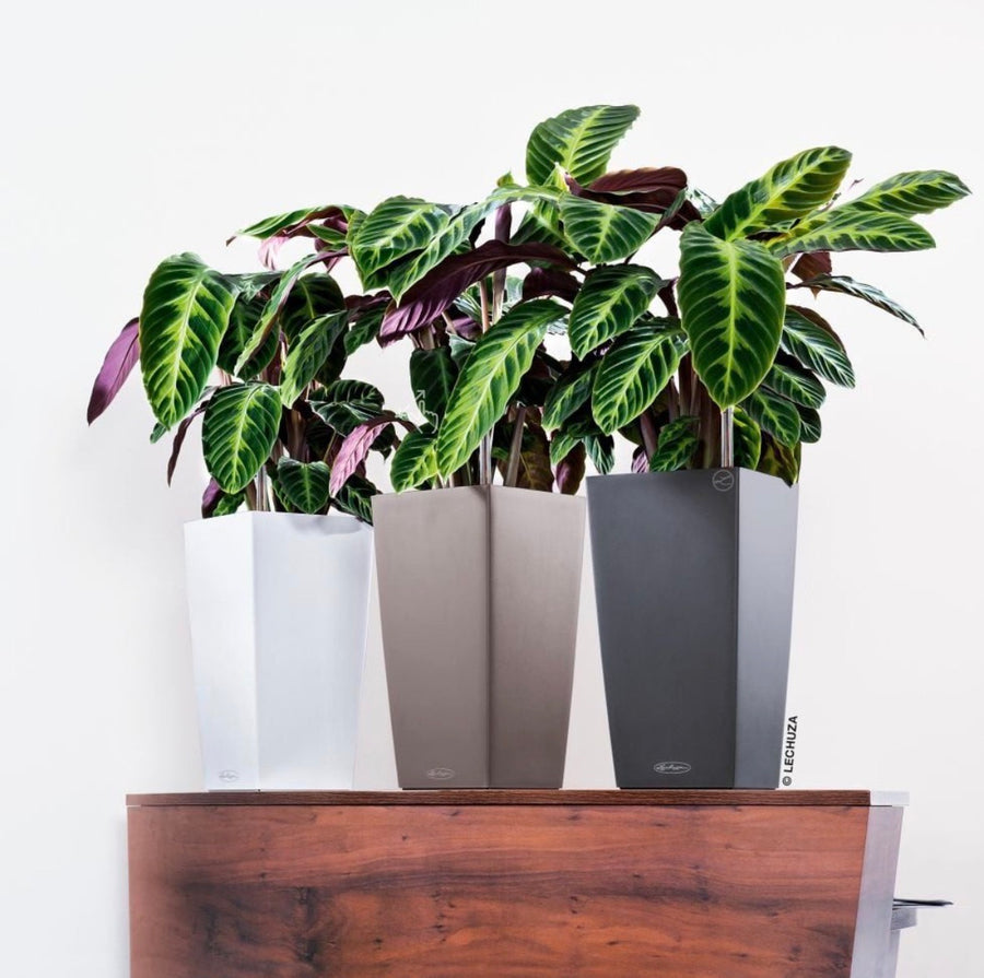 SmartGrow & Zubehör