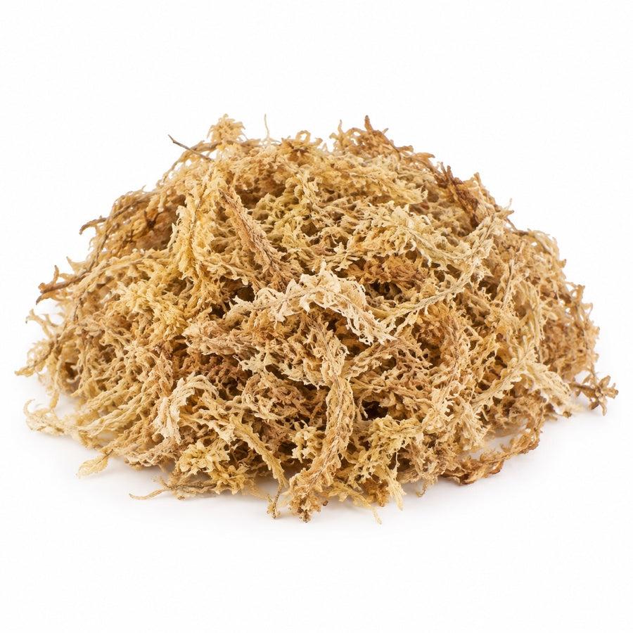 Sphagnum-Moos – für Stecklinge & Aroiden