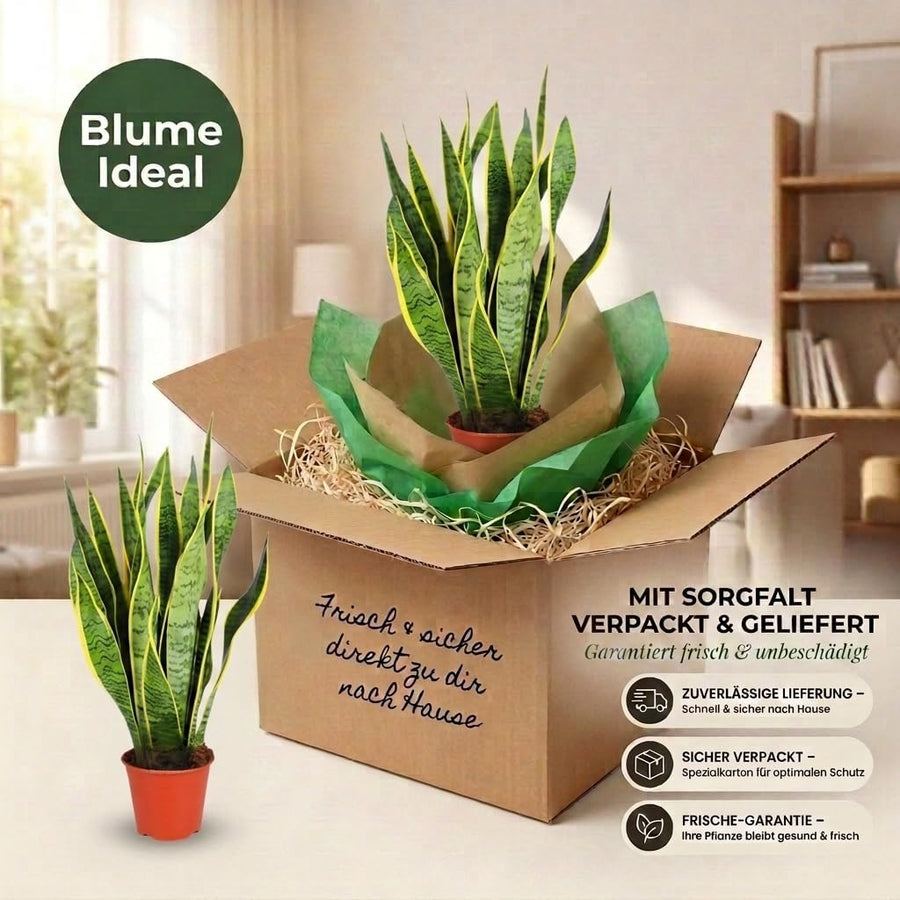 Bogenhanf | Sansevieria laurentii | ca. 40-50 cm | ø 12-15 cm Topf