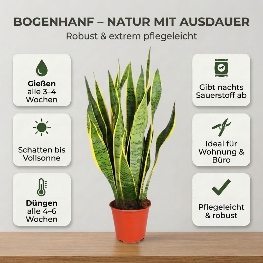 Bogenhanf | Sansevieria laurentii | ca. 40-50 cm | ø 12-15 cm Topf