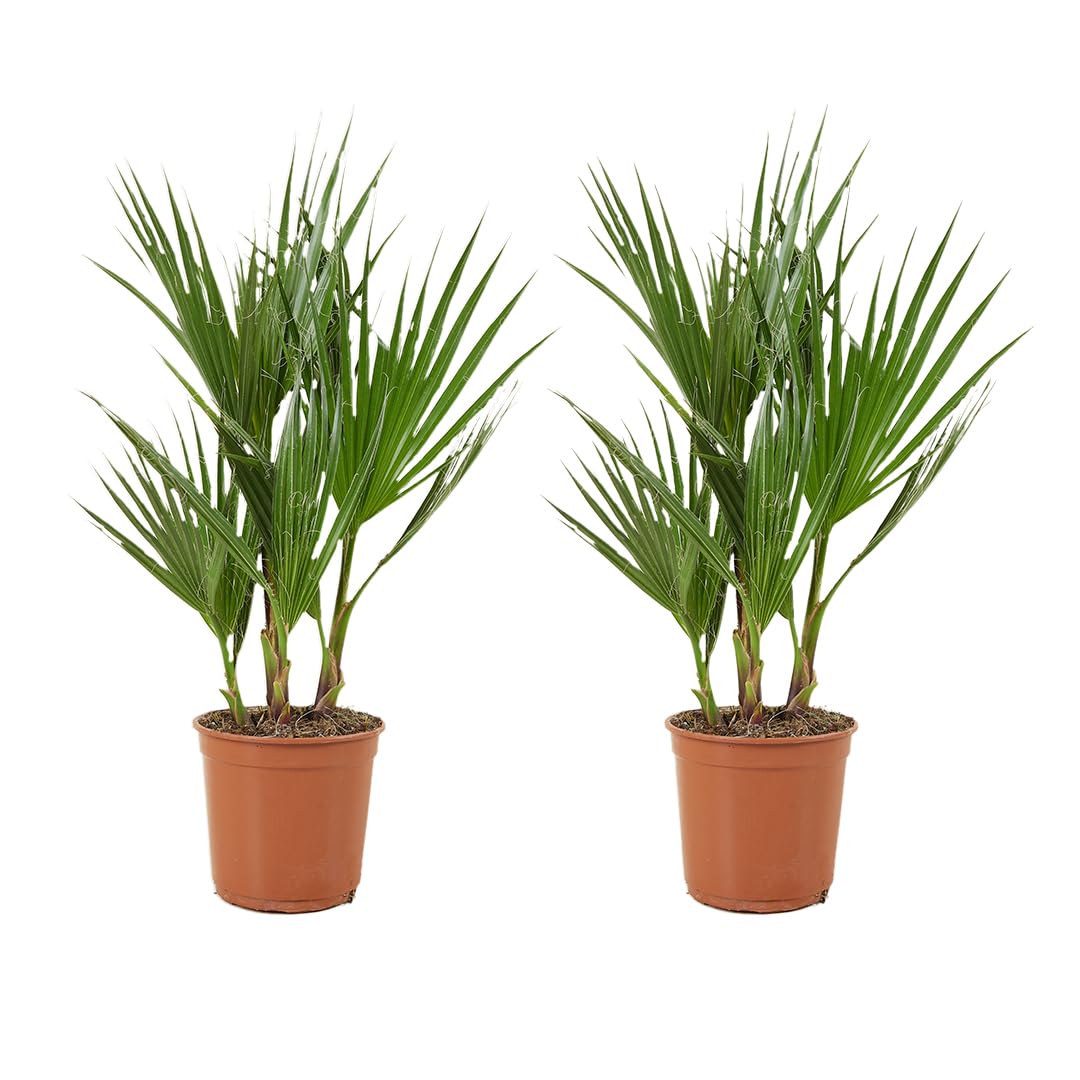 Washingtonia Robusta - Mexikanische Fächerpalme