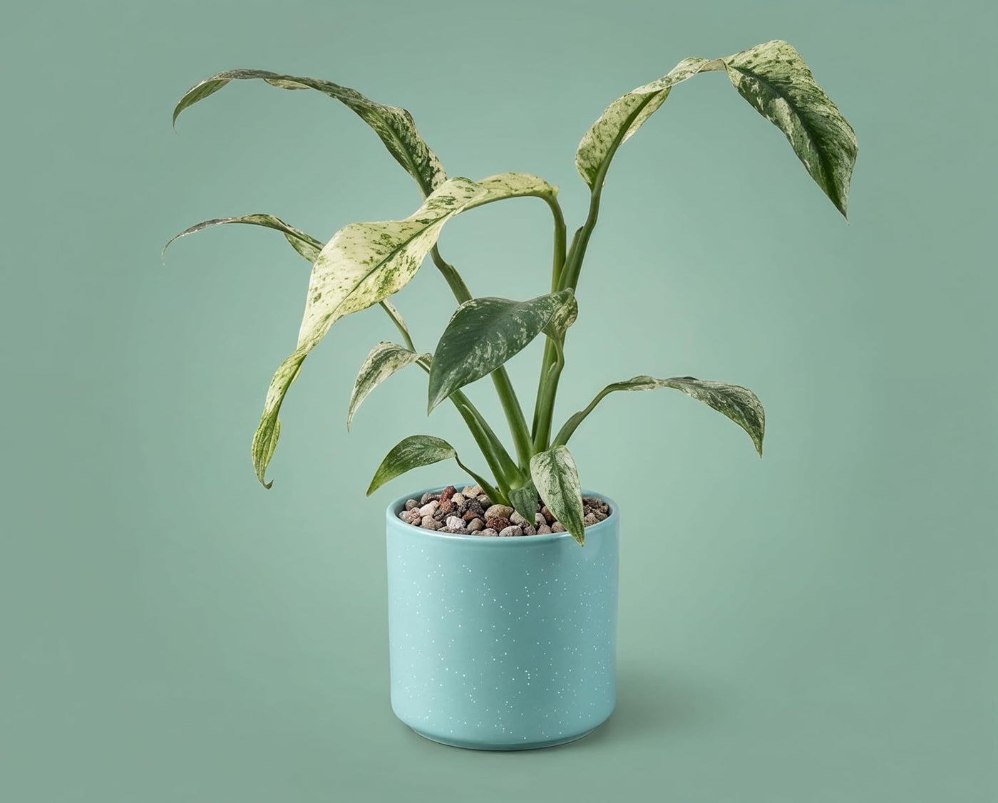 Rhaphidophora puberula Variegata - panaschierte Zimmerpflanze mit gelbgrünem Muster