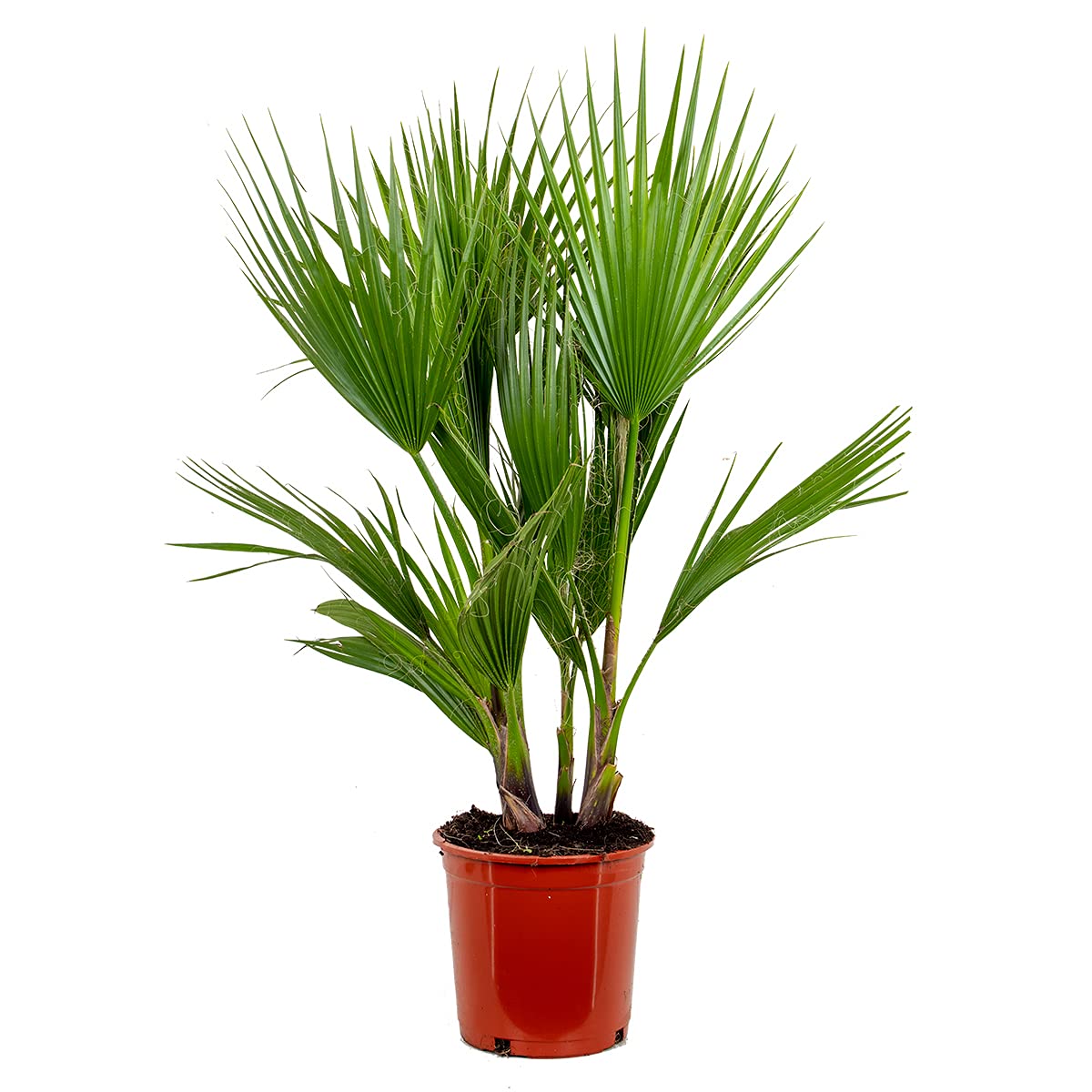 Washingtonia Robusta - Mexikanische Fächerpalme