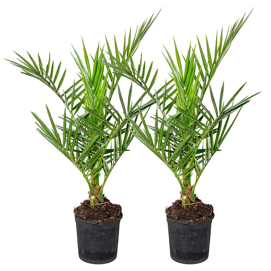 Phoenix Canariensis - Kanarische Dattelpalme