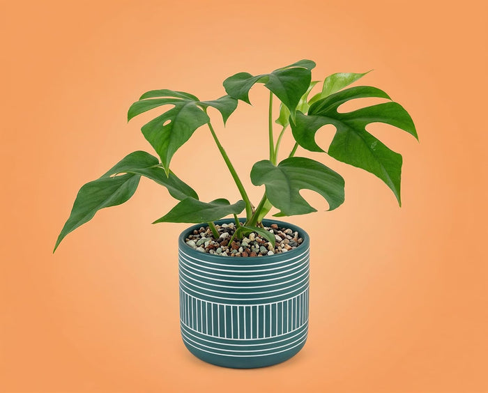 Monstera minima Zwerg-Fensterblatt - kompakte Zimmerpflanze mit gefiederten Blättern