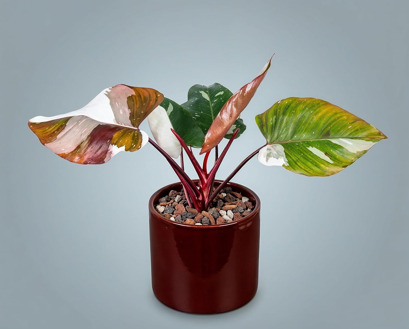 Philodendron Red Anderson Zimmerpflanze Variegata - Seltener panaschierter Sammler-Kultivar mit weiß-grünen Blättern & magentaroten Blattstielen