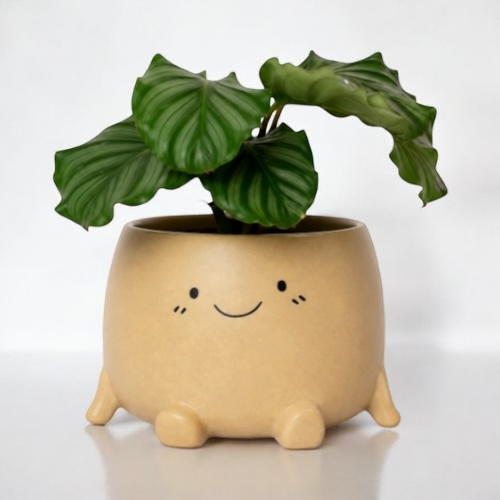 Calathea Orbifolia Zimmerpflanze im Keramiktopf, grüne Blätter mit weißen Muster, im LEAFerservice Bundle.