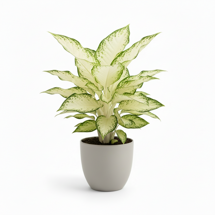 Aglaonema White Joy im Easy Living Set