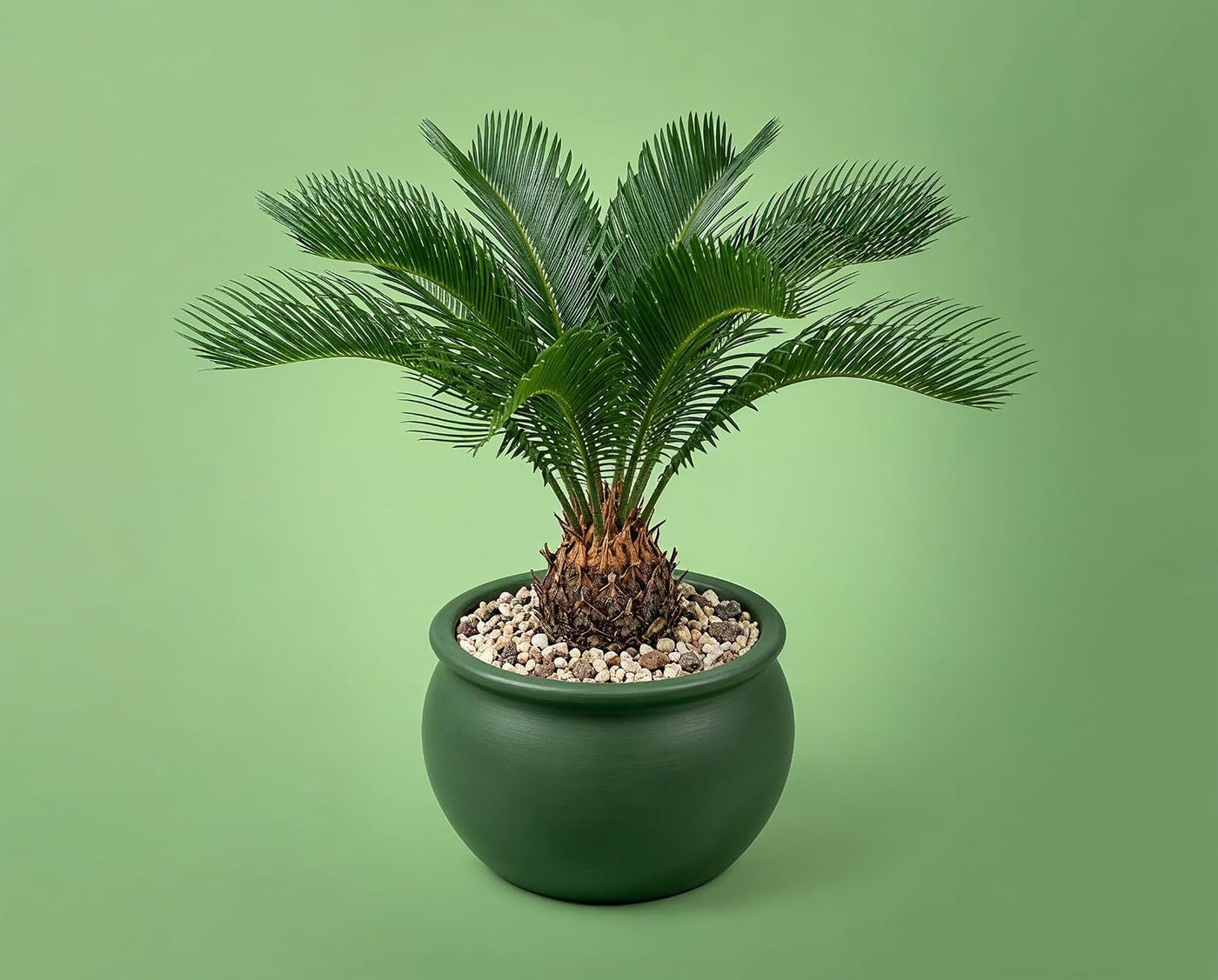 Cycas revoluta Palmfarn - Urzeitpflanze mit palmenartiger Blattkrone