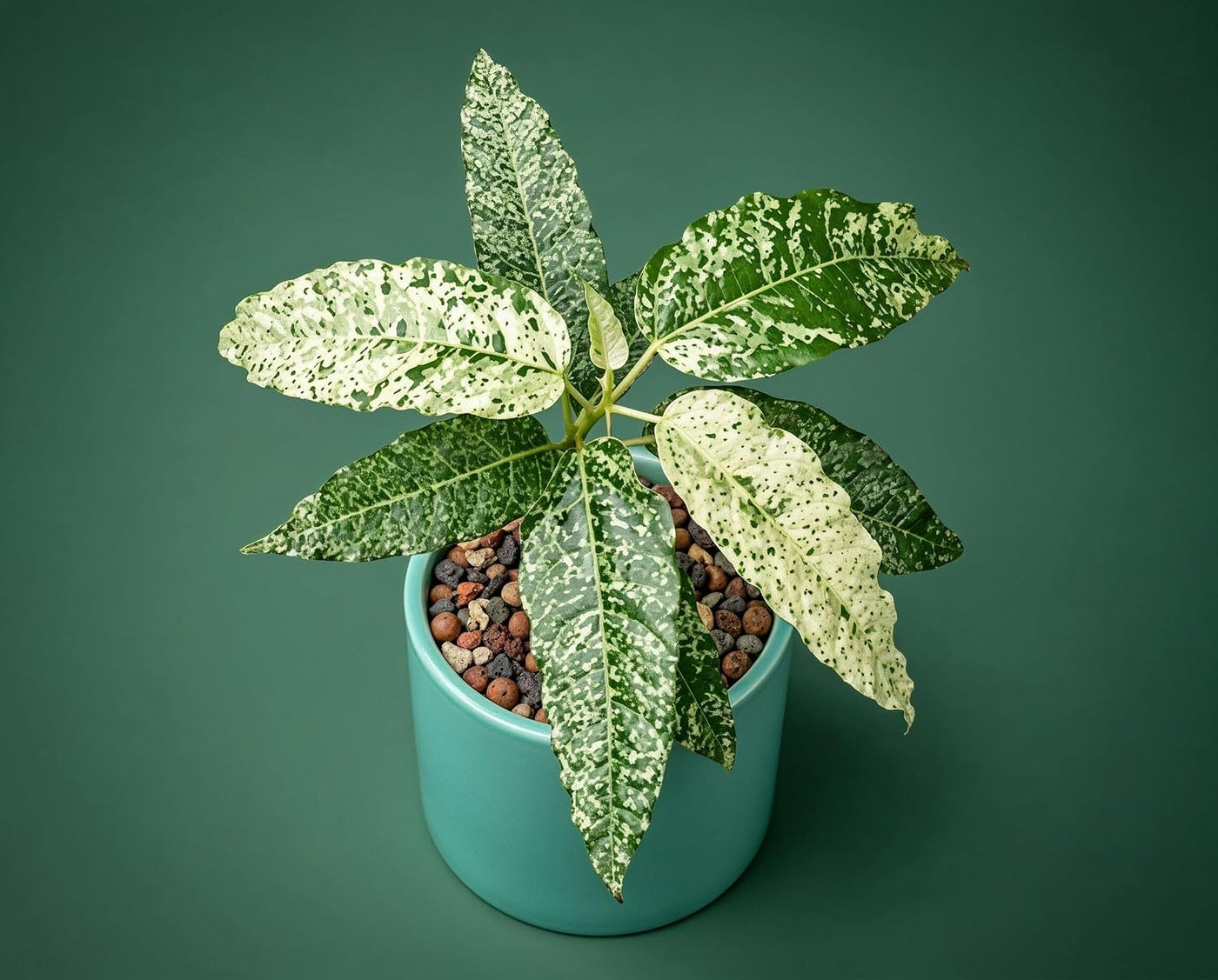 Ficus Snowstorm - seltene panaschierte Zimmerpflanze mit weiß-grünem Schneesturm-Muster