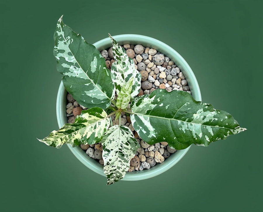 Ficus Snowstorm - seltene panaschierte Zimmerpflanze mit weiß-grünem Schneesturm-Muster